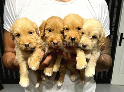 Kucak Dolusu Malti̇poo Yavrular görsel