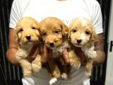 Kucak Dolusu Malti̇poo Yavrular