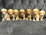 Kucak Dolusu Malti̇poo Yavrular