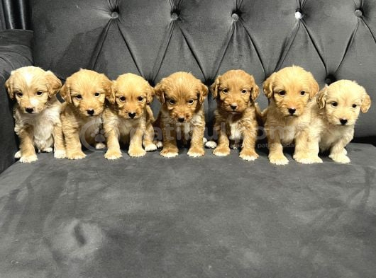 Kucak Dolusu Malti̇poo Yavrular görsel