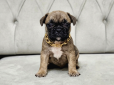 EXOTİC ANNE BABADAN SON 1 DİŞİ FRENCH BULLDOG YAVRU