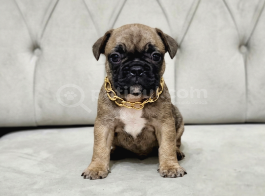 EXOTİC ANNE BABADAN SON 1 DİŞİ FRENCH BULLDOG YAVRU