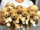 KUCAK DOLUSU MALTİPOO YAVRULAR
