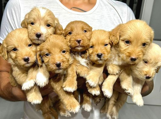 KUCAK DOLUSU MALTİPOO YAVRULAR
