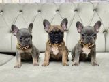 Malti̇poo Maltese Peki̇nez Ve French Bulldog Yavrular Mevcut 