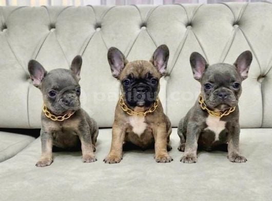 Malti̇poo Maltese Peki̇nez Ve French Bulldog Yavrular Mevcut  görsel
