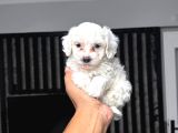 Malti̇poo Maltese Peki̇nez Ve French Bulldog Yavrular Mevcut 