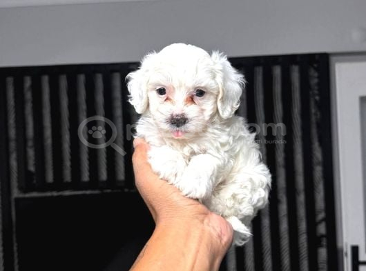 Malti̇poo Maltese Peki̇nez Ve French Bulldog Yavrular Mevcut  görsel
