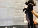 Irk Saglık Garantili Siyah Toy Poodle Bebekler