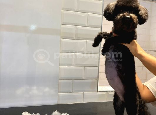 Irk Saglık Garantili Siyah Toy Poodle Bebekler görsel