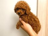 Toy Poodle red Teacup Yavru Erkek Dişi Yavru Aşılı