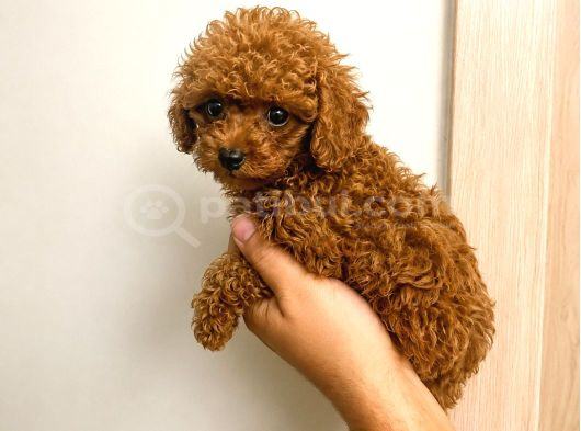 Toy Poodle red Teacup Yavru Erkek Dişi Yavru Aşılı