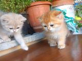 Irkının En Güzellerinden British Golden Ve Blue Golden Yavru