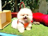 Pomeranian Boo Ultra Minik Ayiciklar