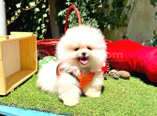 Pomeranian Boo Ultra Minik Ayiciklar görsel
