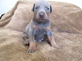 KİMSEDE OLMAYANI İSTEYENLERE LİLAC DOBERMAN