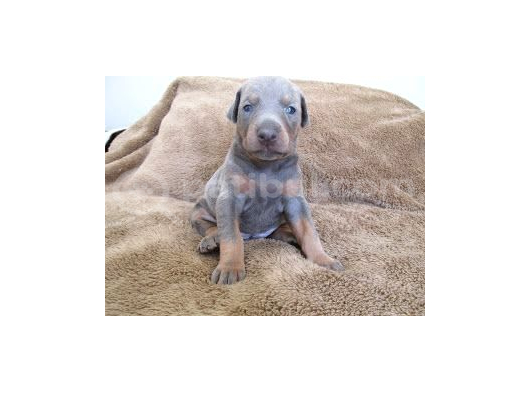 KİMSEDE OLMAYANI İSTEYENLERE LİLAC DOBERMAN