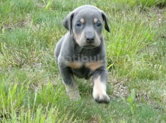 Ki̇msede Olmayani İsteyenlere Li̇lac Doberman görsel