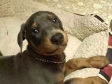 Ki̇msede Olmayani İsteyenlere Li̇lac Doberman