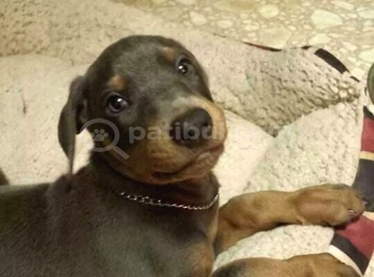 Ki̇msede Olmayani İsteyenlere Li̇lac Doberman görsel