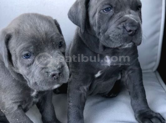 Merle Ve Blue Renk Seçenekleri̇ İle Cane Corso görsel