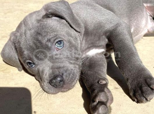 Merle Ve Blue Renk Seçenekleri̇ İle Cane Corso görsel