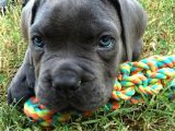 Merle Ve Blue Renk Seçenekleri̇ İle Cane Corso