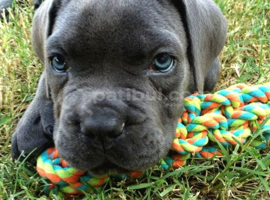 Merle Ve Blue Renk Seçenekleri̇ İle Cane Corso görsel