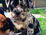 MERLE VE BLUE RENK SEÇENEKLERİ İLE CANE CORSO