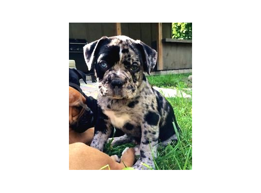 MERLE VE BLUE RENK SEÇENEKLERİ İLE CANE CORSO
