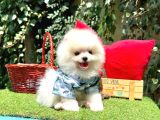 Pomeranian Boo Ultra Minik Ayiciklar