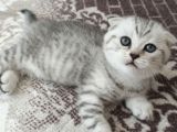 Teslıme Hazır Son Yavrum Ankara Erkek