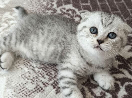Teslıme Hazır Son Yavrum Ankara Erkek görsel