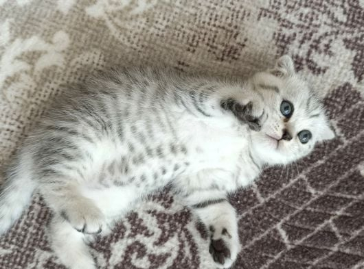 Teslıme Hazır Son Yavrum Ankara Erkek görsel