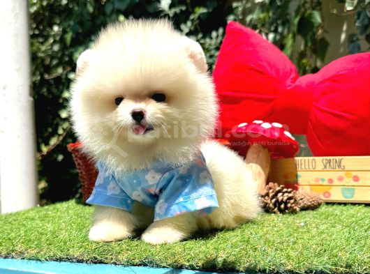 Pomeranian Boo Ultra Minik Ayiciklar
