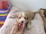 Çok Büyümeyen Minyatür Minnaklarım