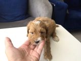 Minyatür Minnaklarım Teslime Hazır