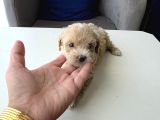Minyatür Minnaklarım Teslime Hazır