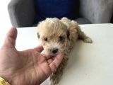 Minyatür Minnaklarım Teslime Hazır