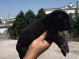 Romanya Kan Hattı Koyu Renk Belçika Kurdu Yavrusu