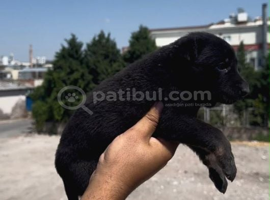Romanya Kan Hattı Koyu Renk Belçika Kurdu Yavrusu görsel