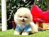 Pomeranian Boo Ultra Minik Ayiciklar