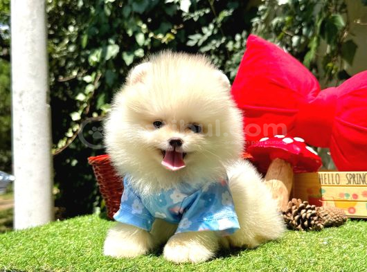 Pomeranian Boo Ultra Minik Ayiciklar görsel