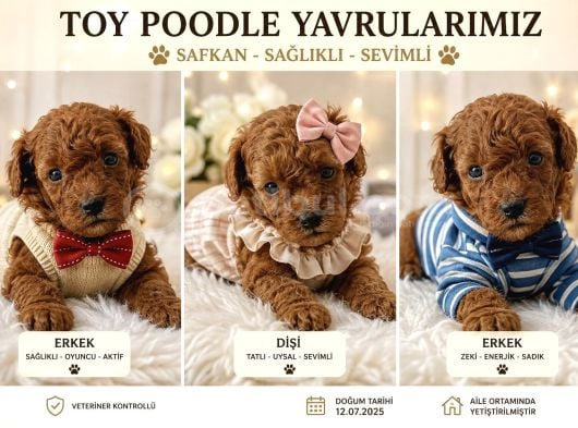 mİCRO kORE TEACUP POODLE YAVRULARI YUVARLAK KÜÇÜK YÜZ