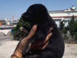 Romanya Kan Hattı Koyu Renk Belçika Kurdu Yavrusu