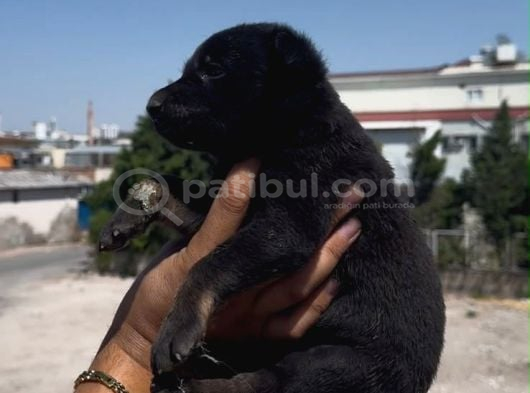 Romanya Kan Hattı Koyu Renk Belçika Kurdu Yavrusu