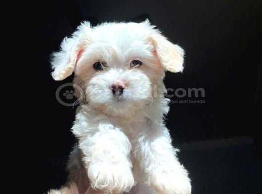 KAR BEYAZ MALTESE TERRİER CİNSLERİ