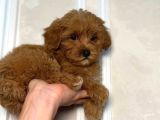 Kipkirmizi Red Toy Poodle Sevi̇mli̇ Yavrular