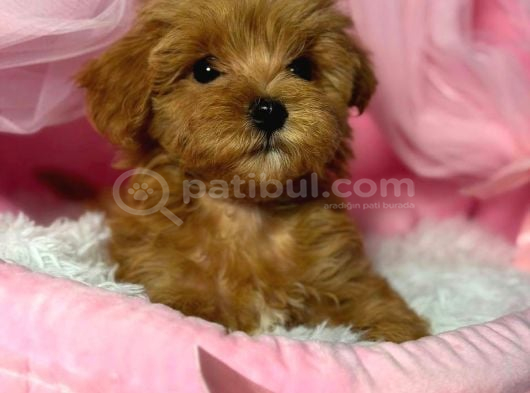 Kipkirmizi Red Toy Poodle Sevi̇mli̇ Yavrular görsel
