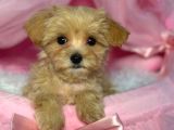Malti̇poo Ci̇nsi̇ Yavrular Ev Üreti̇mi̇